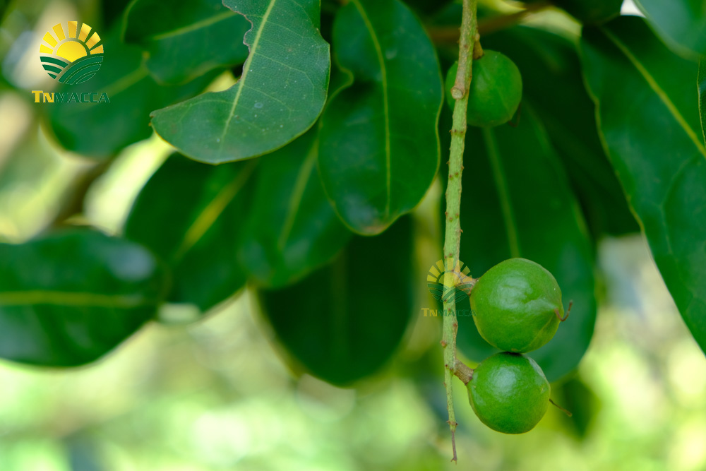 5.may-tach-hat-macca-la-gi-luu-y-chon-may-cat-xe-ranh-hat-macca