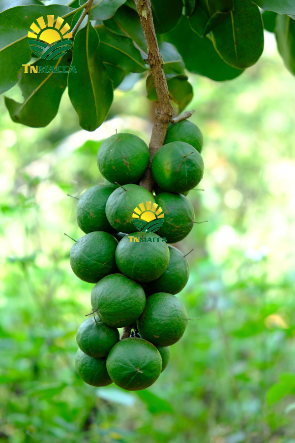 7.may-tach-hat-macca-la-gi-luu-y-chon-may-cat-xe-ranh-hat-macca