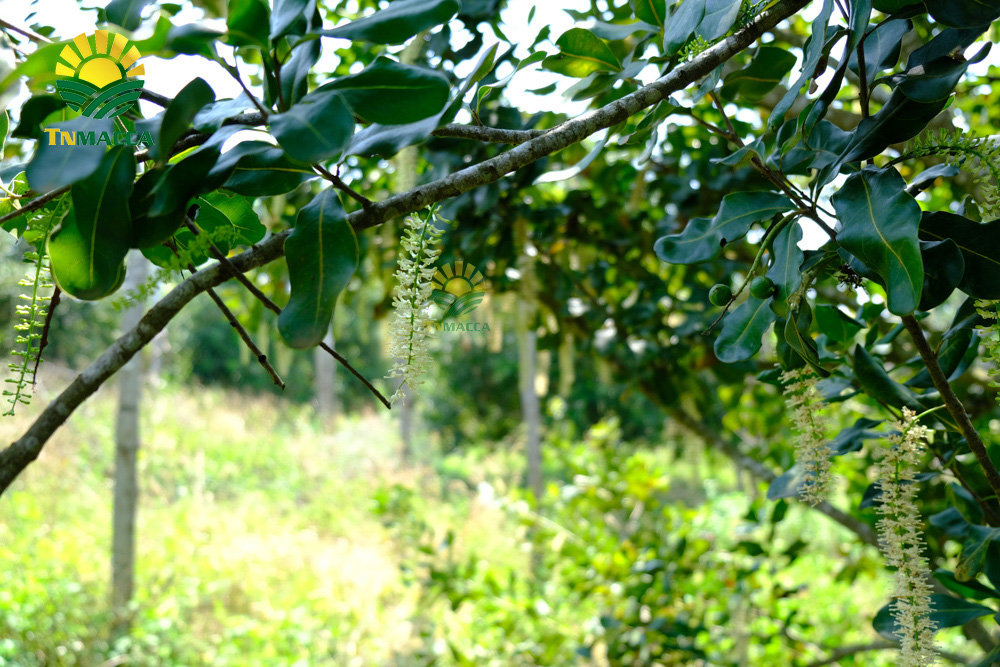 10.nen-an-bao-nhieu-hat-macca-moi-ngay