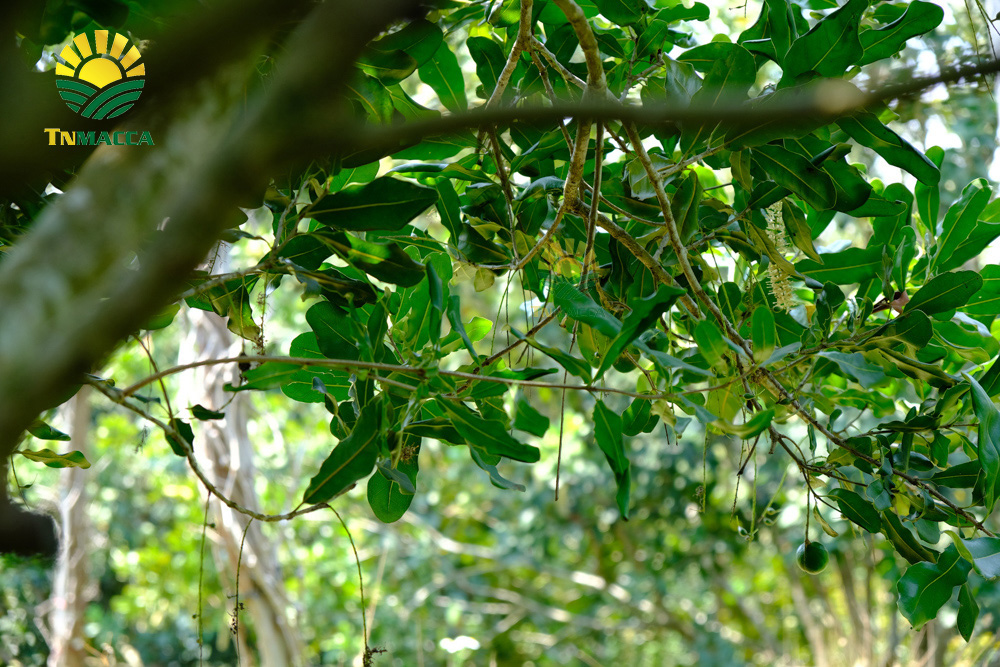 11.nen-an-bao-nhieu-hat-macca-moi-ngay