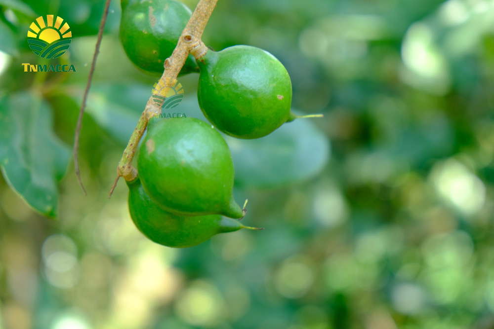 12.nen-an-bao-nhieu-hat-macca-moi-ngay