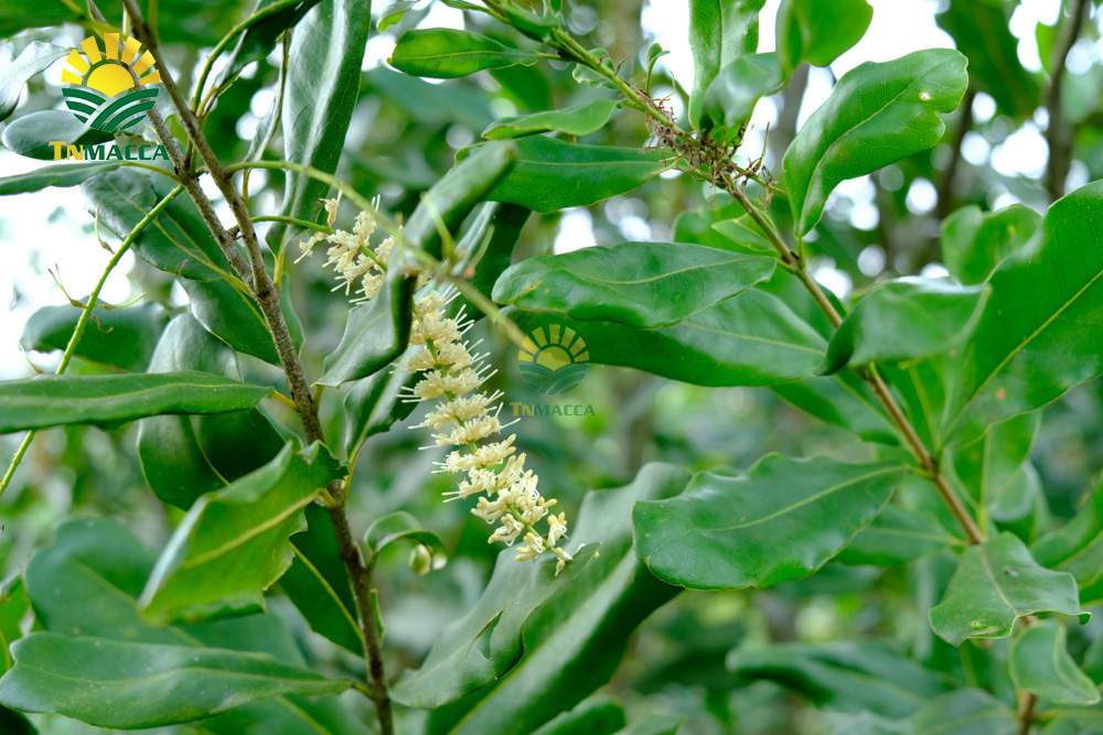 15.nen-an-bao-nhieu-hat-macca-moi-ngay