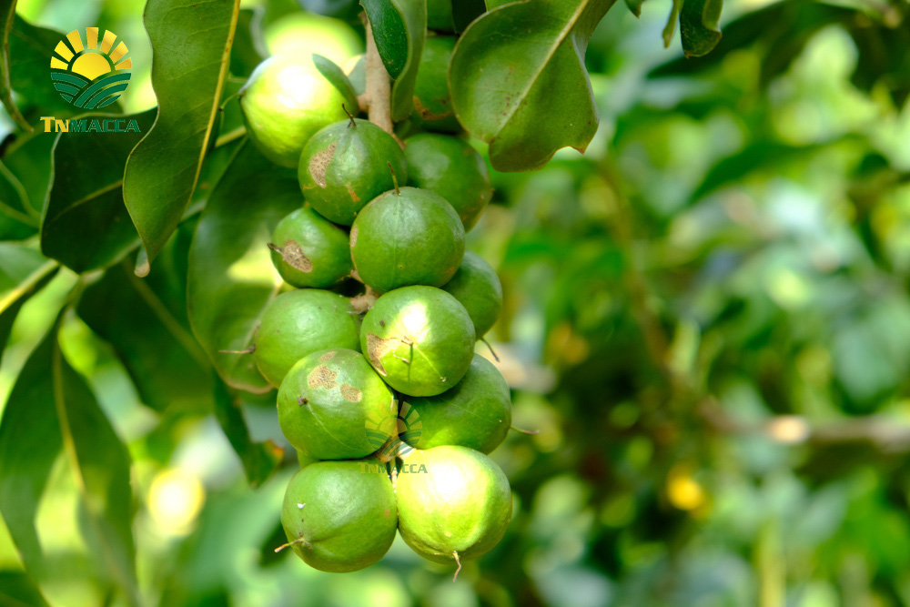 nen-an-bao-nhieu-hat-macca-moi-ngay2