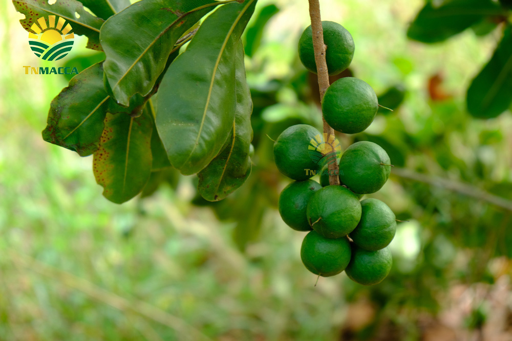 3.nen-an-bao-nhieu-hat-macca-moi-ngay