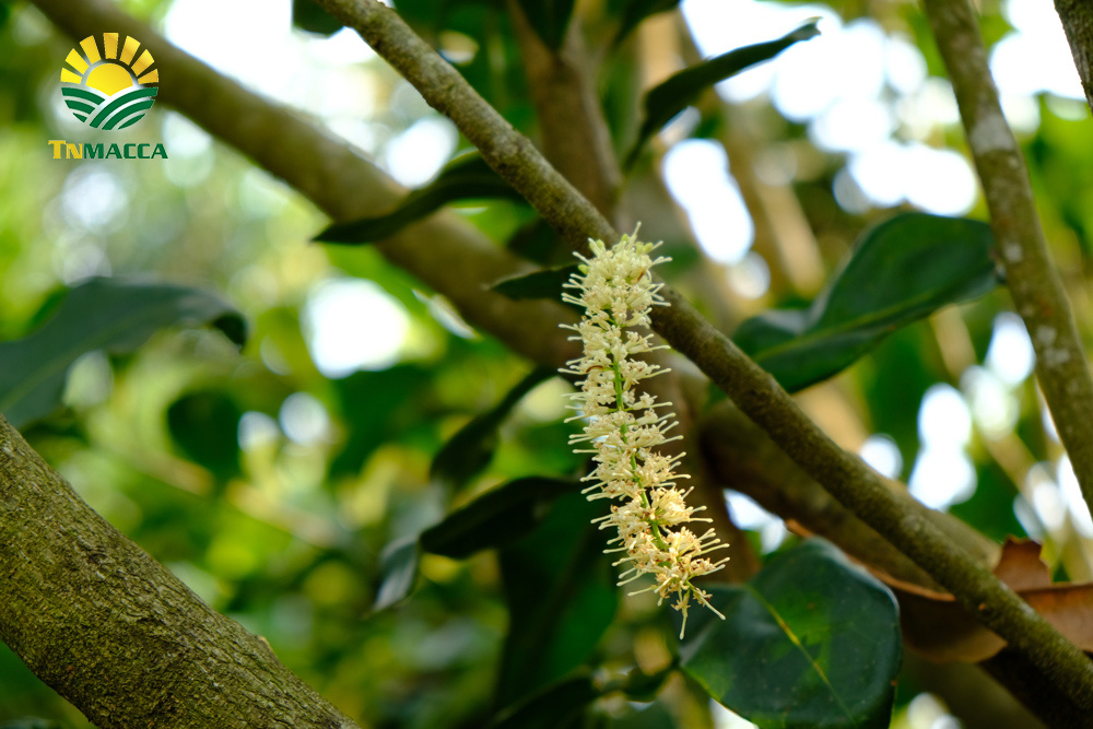 nen-an-bao-nhieu-hat-macca-moi-ngay7