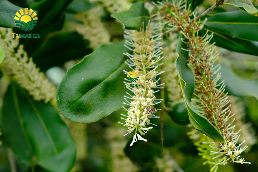 1.sua-hat-macca-3-cach-lua-sua-macca-phu-hop-voi-nhu-cau-su-dung