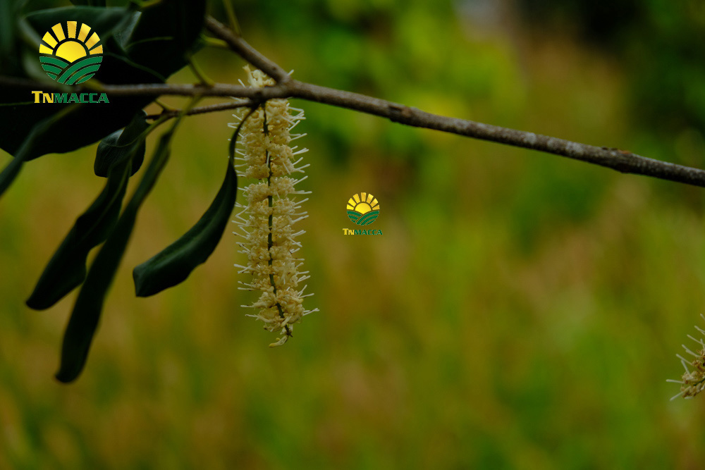 10.hat-macca-uc-tach-vo-gia-bao-nhieu-mua-hat-macca-haiwaii-o-dau-