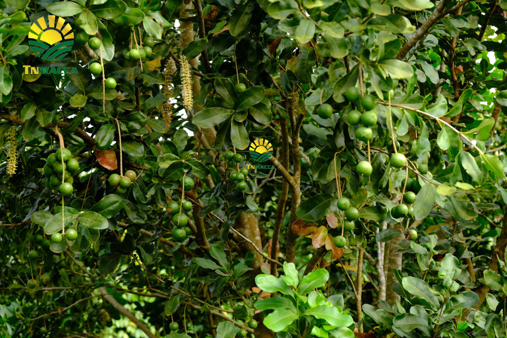 12.sua-hat-macca-3-cach-lua-sua-macca-phu-hop-voi-nhu-cau-su-dung