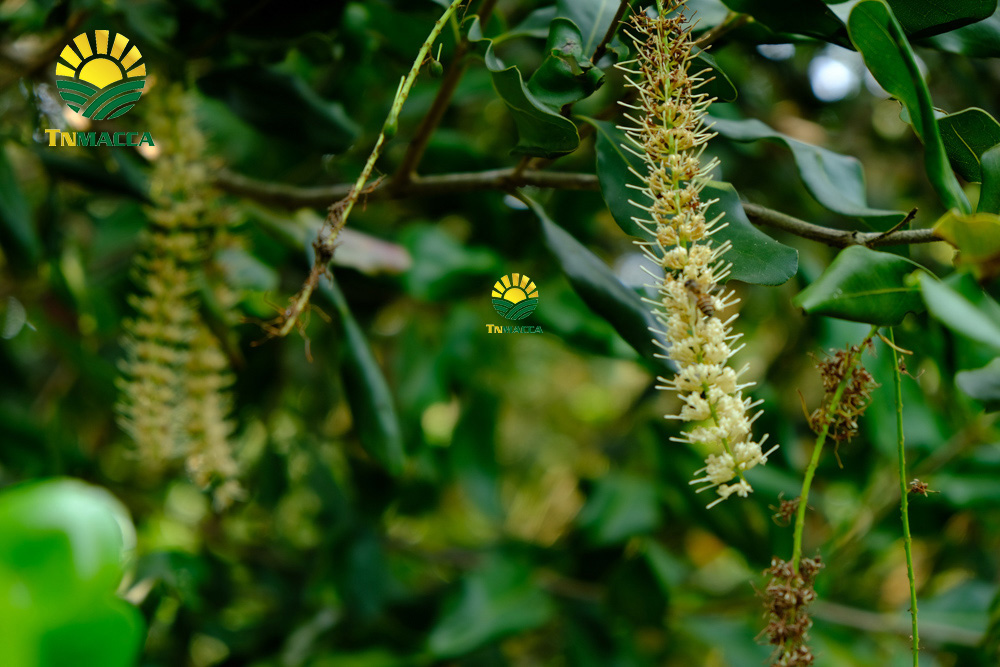 15.sua-hat-macca-3-cach-lua-sua-macca-phu-hop-voi-nhu-cau-su-dung