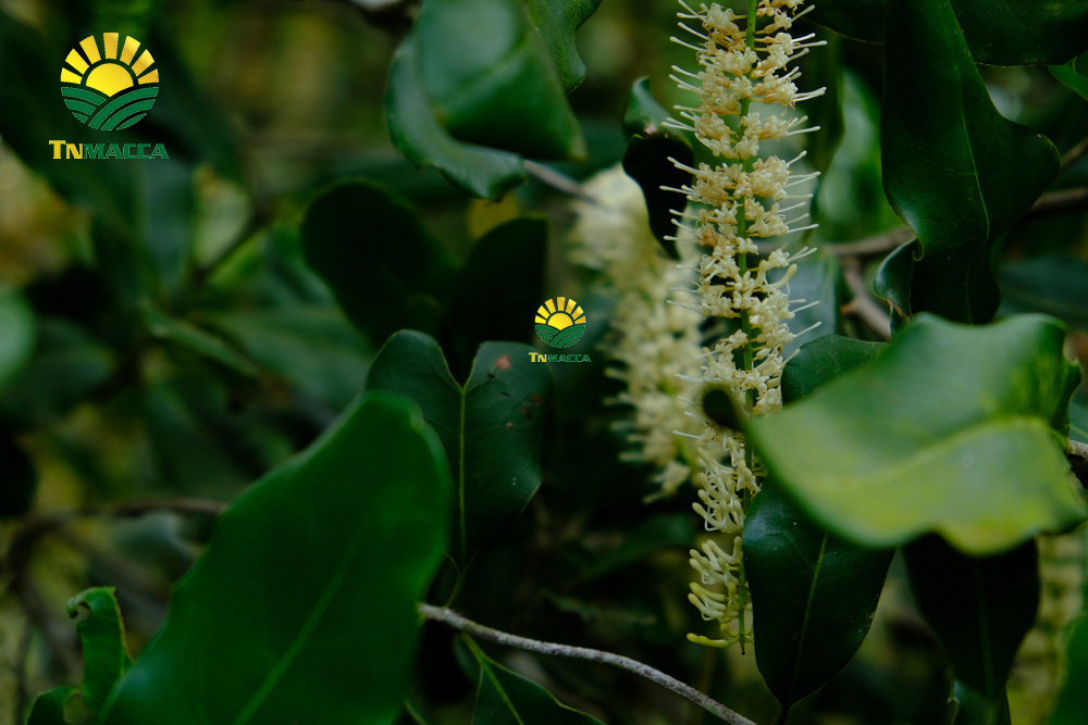 22.hat-macca-uc-tach-vo-gia-bao-nhieu-mua-hat-macca-haiwaii-o-dau-