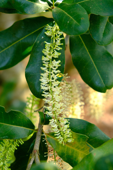 4.sua-hat-macca-3-cach-lua-sua-macca-phu-hop-voi-nhu-cau-su-dung