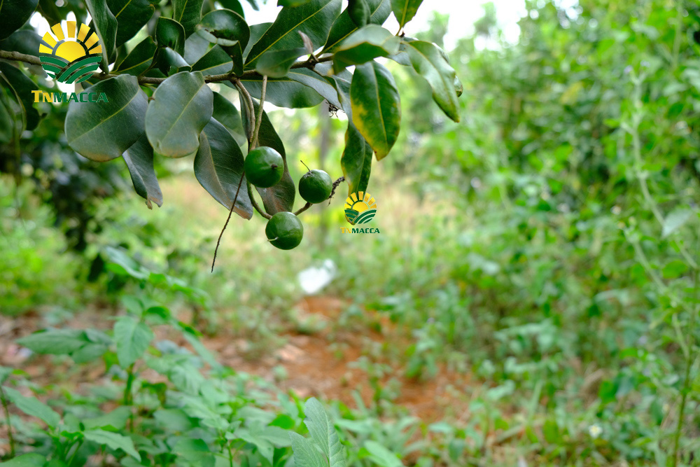 5.sua-hat-macca-3-cach-lua-sua-macca-phu-hop-voi-nhu-cau-su-dung