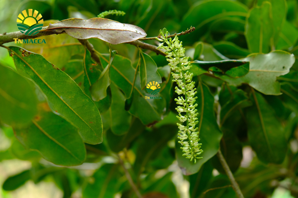 6.sua-hat-macca-3-cach-lua-sua-macca-phu-hop-voi-nhu-cau-su-dung