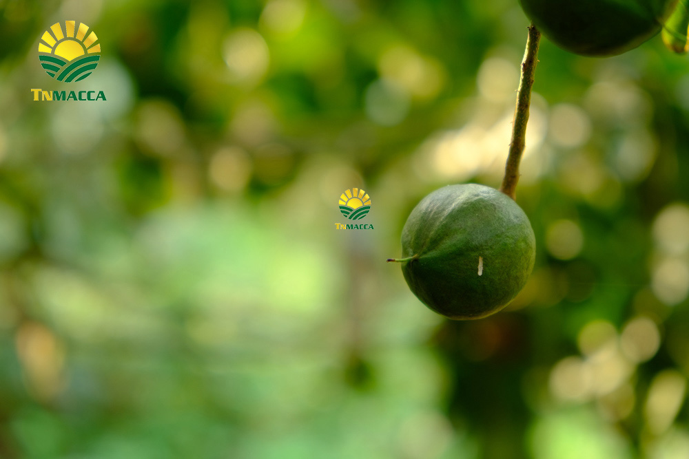 7.hat-macca-uc-tach-vo-gia-bao-nhieu-mua-hat-macca-haiwaii-o-dau-