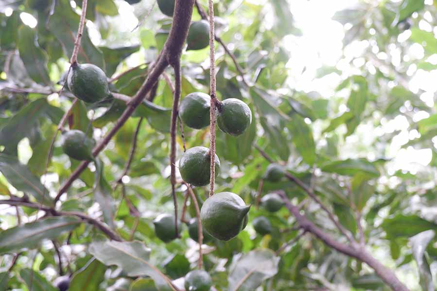 tac-dung-hat-mac-ca-voi-ba-bau-1